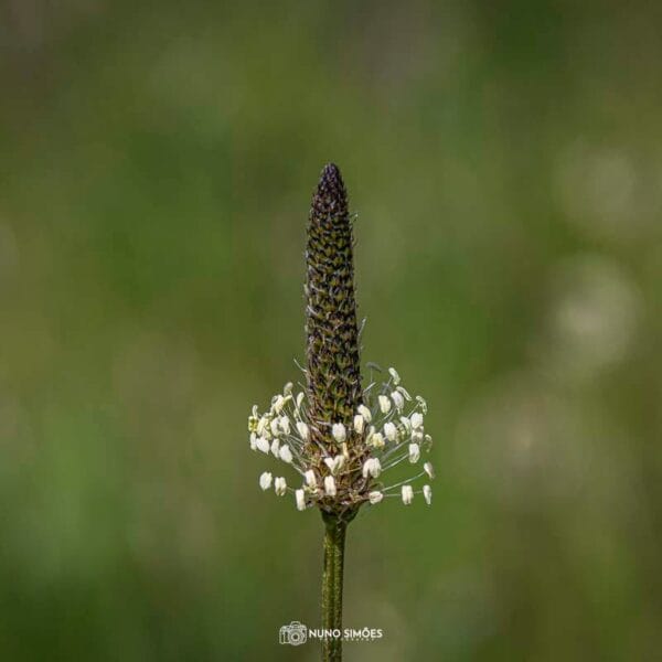 Delicadeza Floral