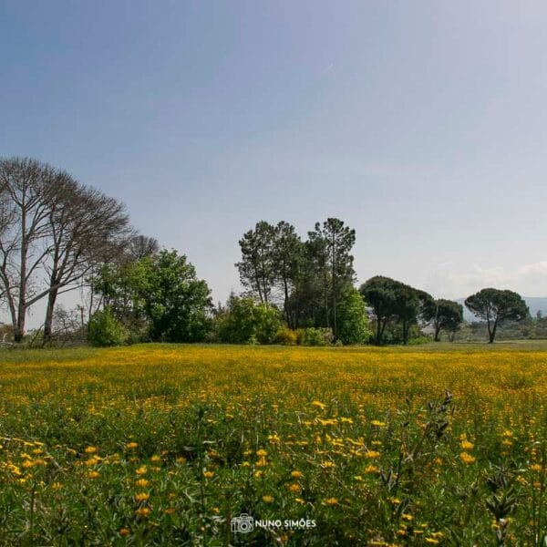 Alegria Campestre