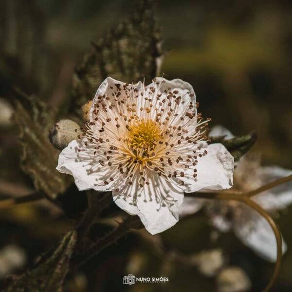Flor de Amoreira Silvestre