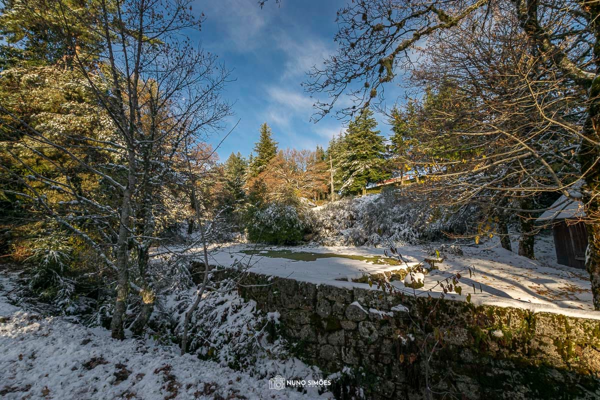 Paz na Floresta Nevada