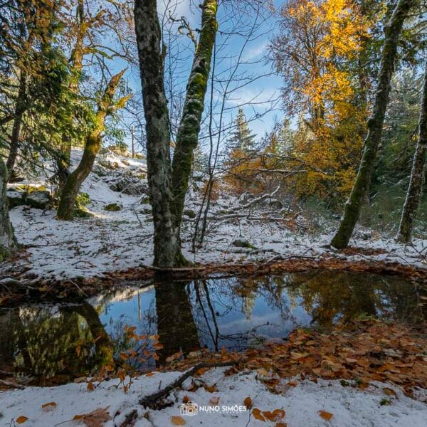 Lago na Neve