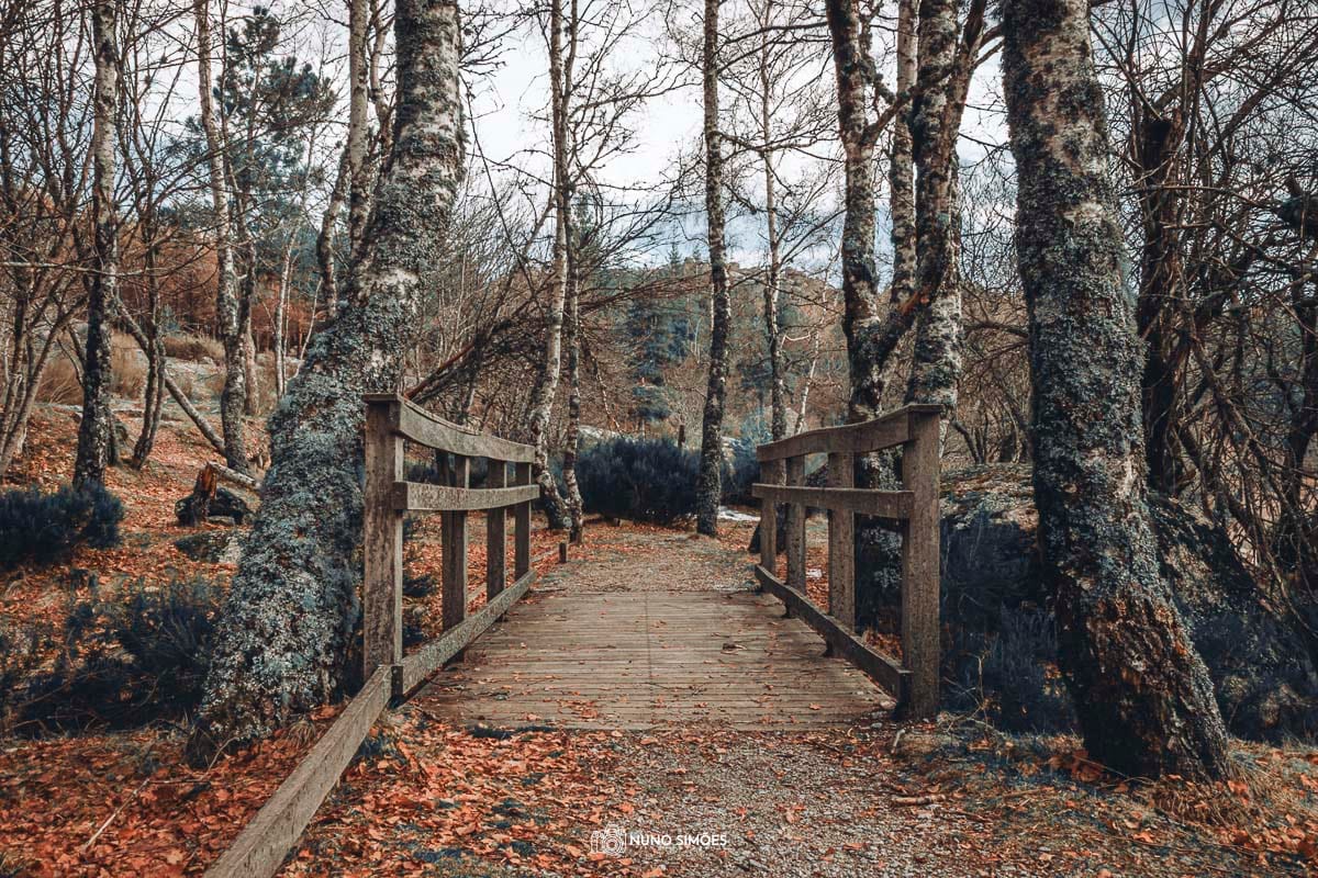 Ponte na Floresta