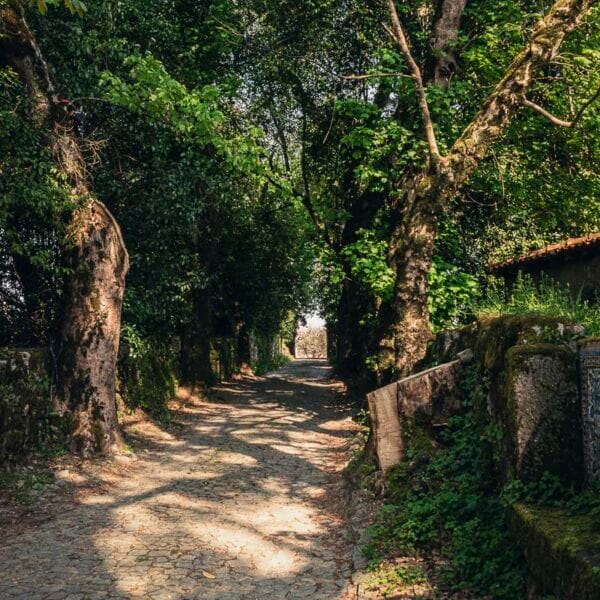 Luz e Sombra na Floresta