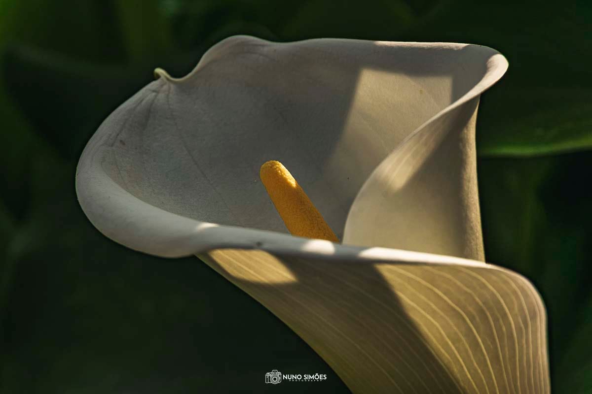 Contraste e Delicadeza