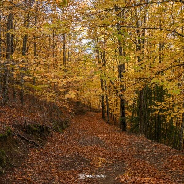 A Estrada Amarela na Mata