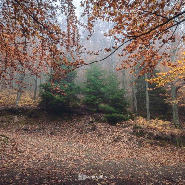 Folhas na Neblina
