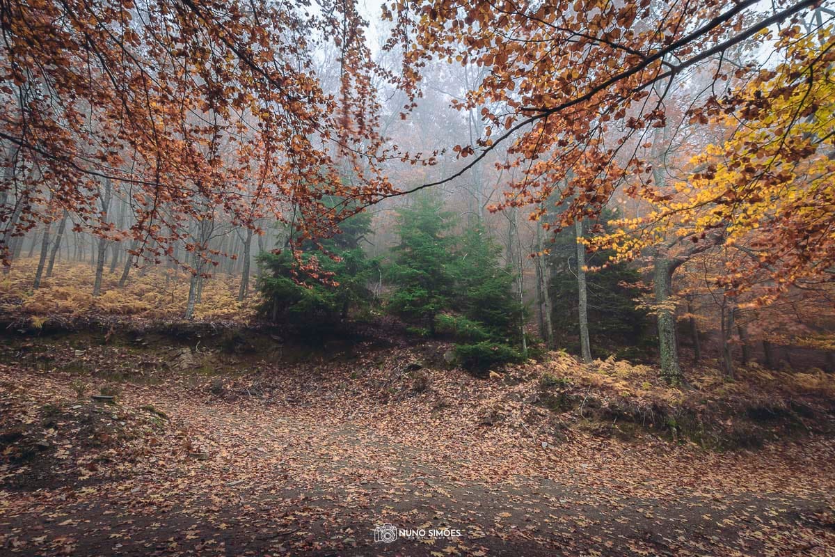 Folhas na Neblina
