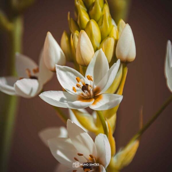 Ornithogalum em Flor