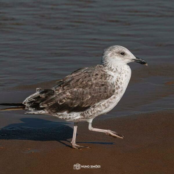 Gaivota na Praia