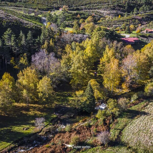 Floresta e Rio Outonal