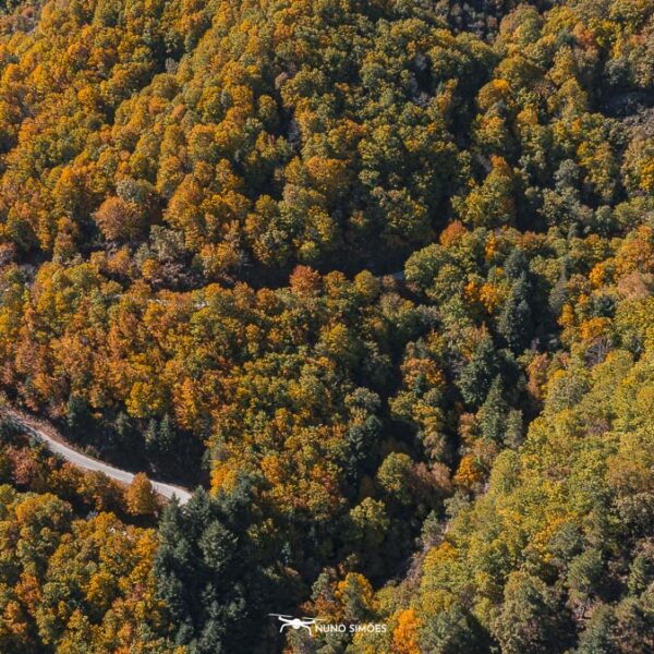 Floresta Encanto Outonal