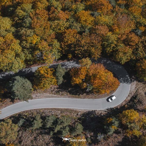 Estrada Floresta Outono