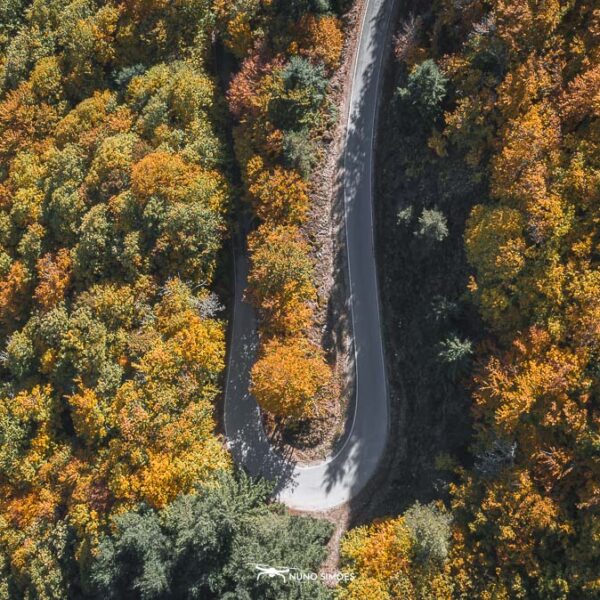 Curva Natureza Vibrante