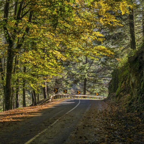 Pavimento Natural Sazonal