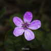 Flor Roxa Macro