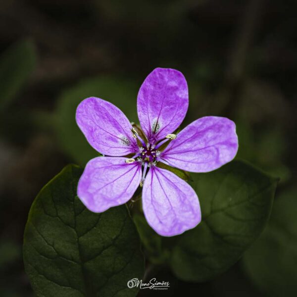 Flor Roxa Macro