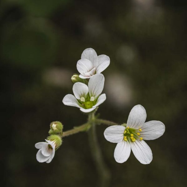 Detalhe Flora Silvestre