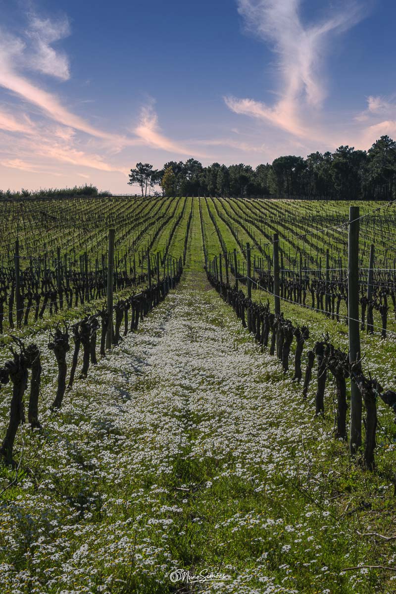 Campo Vinhas Primavera
