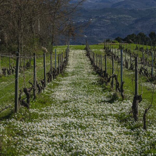 Vinha Caminho Flores